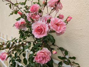 28242 Elmwood, Mission Viejo CA 92692