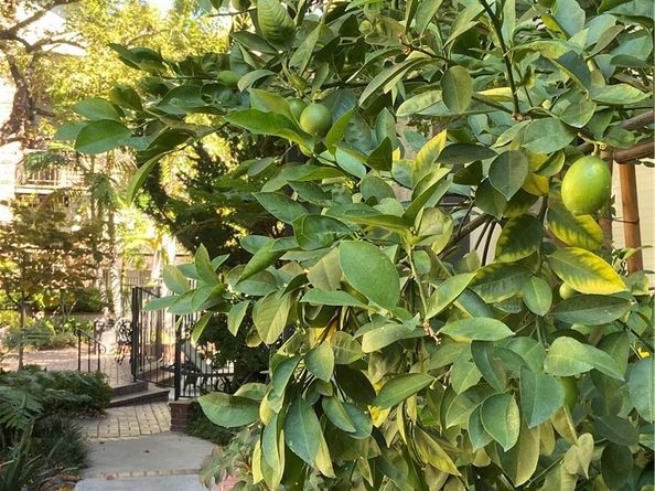 330 330 Cordova Street 261, Pasadena CA 91101