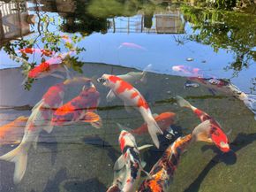 6529 Rolla Street, Houston TX 77055