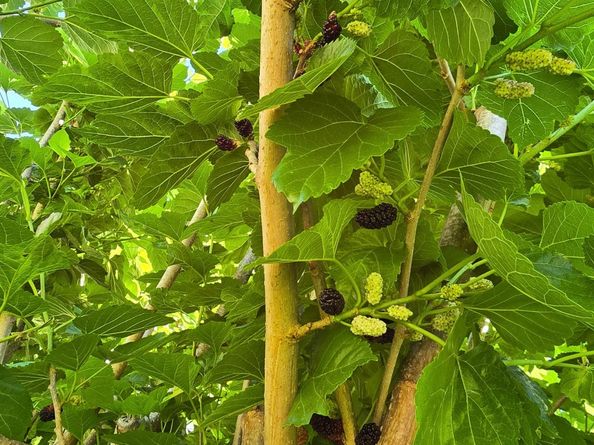 24642 Cornell Park Lane, Katy TX 77494