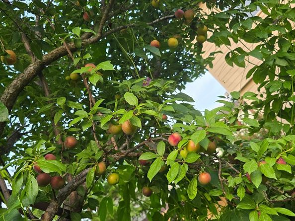 24642 Cornell Park Lane, Katy TX 77494