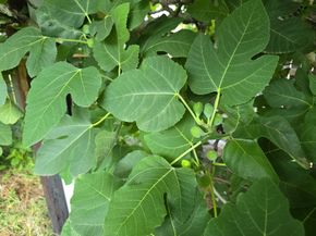 24642 Cornell Park Lane, Katy TX 77494