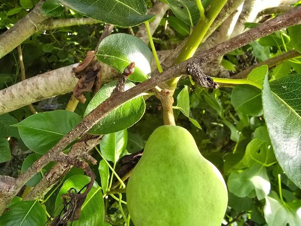 24642 Cornell Park Lane, Katy TX 77494