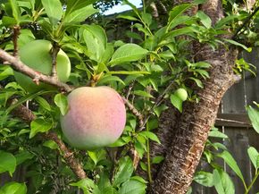 24642 Cornell Park Lane, Katy TX 77494