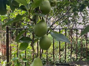 5011 Pentridge Street, Philadelphia PA 19143