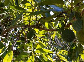 1109 Via La Cuesta, Escondido CA 92029