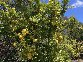 1088 Deer Springs Rd, San Marcos CA 92069