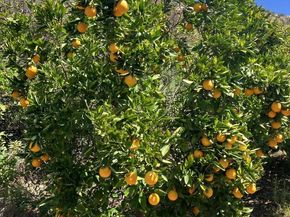 1088 Deer Springs Rd, San Marcos CA 92069