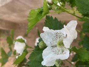 1088 Deer Springs Rd, San Marcos CA 92069