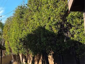 1351 E Bankers Drive, Carson CA 90746