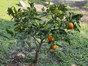 1451 Machado Street, Oceanside CA 92054