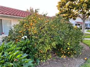 2313 Via Puerta Q, Laguna Woods CA 92637