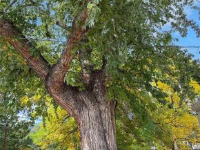 1001 S Elizabeth Street, Denver CO 80209