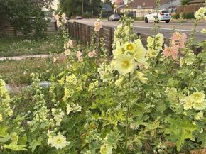 3501 Sheridan Boulevard, Wheat Ridge CO 80212