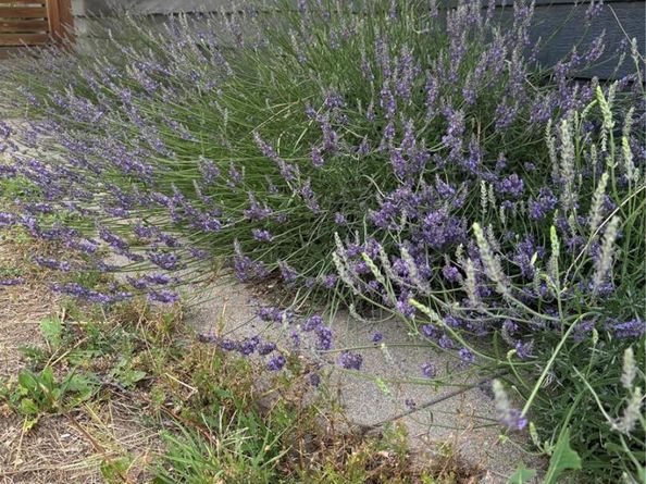 3501 Sheridan Boulevard, Wheat Ridge CO 80212