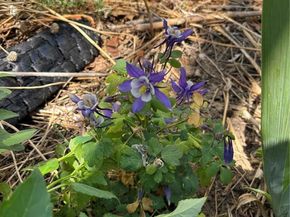 3501 Sheridan Boulevard, Wheat Ridge CO 80212