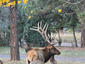 22901 Pinecrest Road, Golden CO 80401