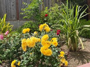 1931 Glen Avenue, San Bruno CA 94066