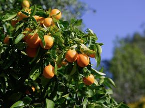 602 Navarra Drive, Scotts Valley CA 95066