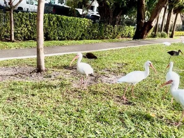 4400 Hillcrest Dr 114B, Hollywood FL 33021