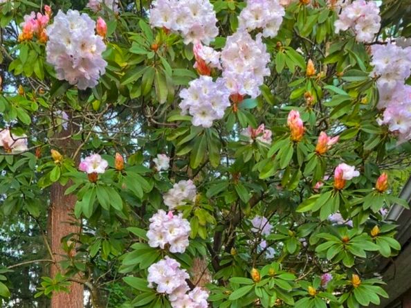 24007 44th Avenue W, Mountlake Terrace WA 98043