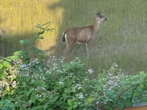 4160 Dr SW Novak, Port Orchard WA 98367