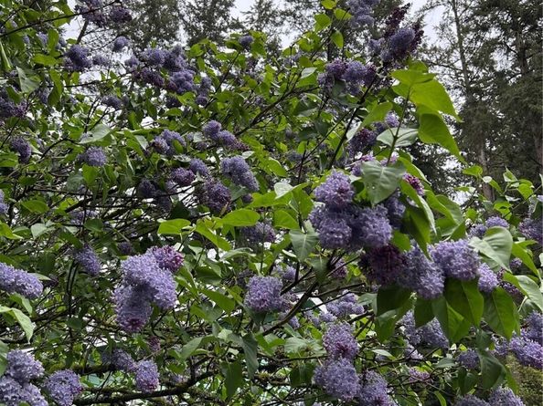 18619 Butternut Road, Lynnwood WA 98037