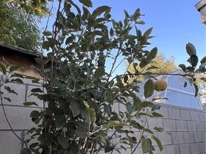 7327 N Loma Verde Avenue, Canoga Park (los Angeles) CA 91303