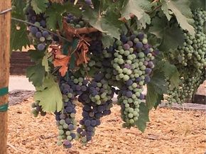 10161 Foothill Boulevard, Sylmar (los Angeles) CA 91342