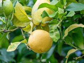 919 Mckinley Ave, Oakland CA 94610