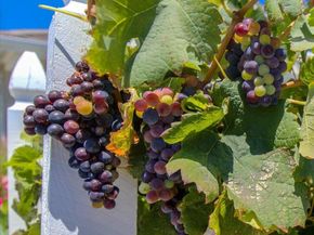 2105 Malbec Cmn, Livermore CA 94550