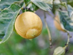 1066 Bayview Ave, Oakland CA 94610