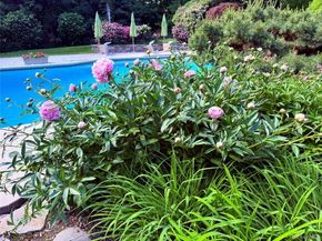 10 Cypress Point Drive, Purchase NY 10577