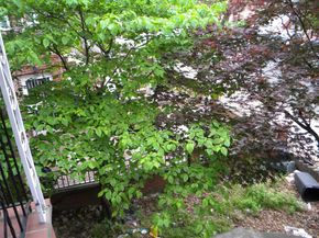 718 E 80th Street, Brooklyn NY 11236