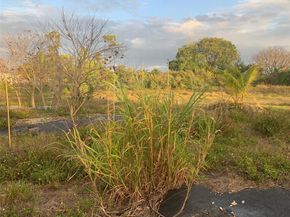 24105 SW 124th Ave, Homestead FL 33032