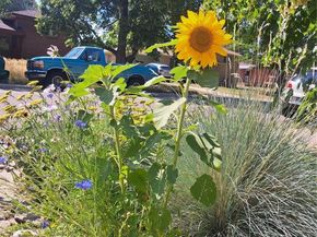 6164 Brentwood Street, Arvada CO 80004