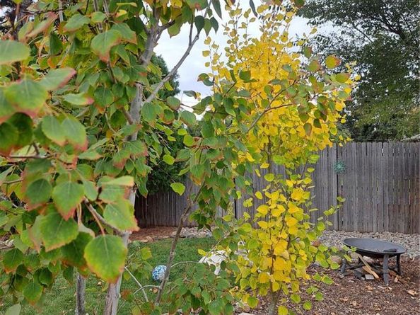 6164 Brentwood Street, Arvada CO 80004