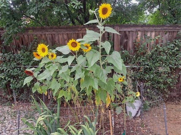 6164 Brentwood Street, Arvada CO 80004