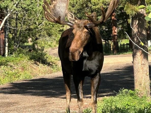 11987 W Ranch Elsie Road, Golden CO 80403