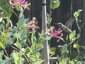 3354 S Kendall Street, Denver CO 80227