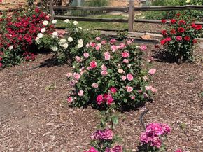 3354 S Kendall Street, Denver CO 80227