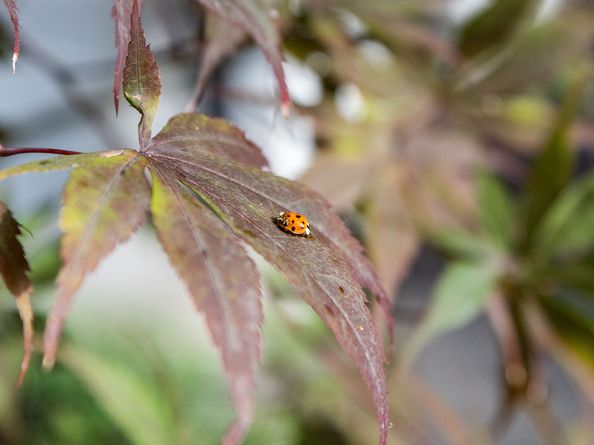 417 Clinton Street 1, Brooklyn NY 11231