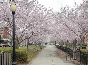 215 15TH Street NE, Washington DC 20002