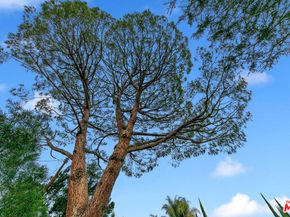 17055 Gresham Street, Sherwood Forest CA 91325