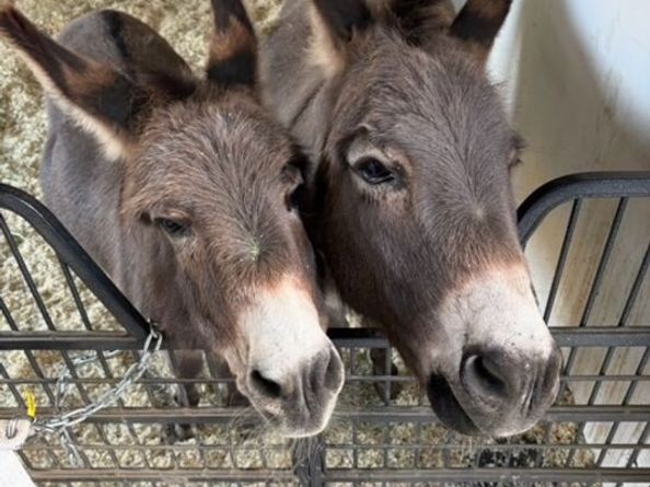 6052 Merritt Drive, Malibu CA 90265