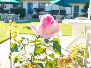 2033 Euclid Street 7, Santa Monica CA 90405