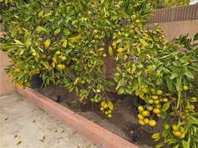 3115 W Teranimar, Anaheim CA 92804