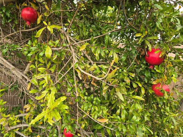 3115 W Teranimar, Anaheim CA 92804