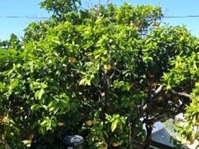 3320 Reynolds, Montecito Heights CA 90032