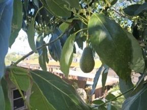 3320 Reynolds, Montecito Heights CA 90032